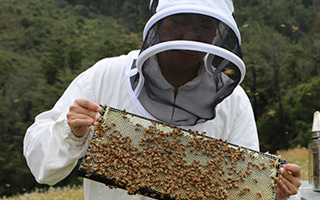 養蜂場視察