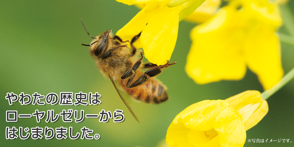 ミツバチ画像pc