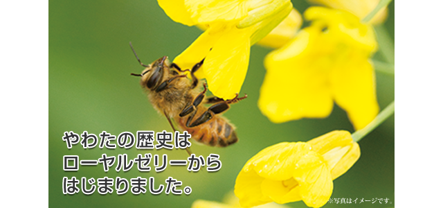 ミツバチ画像sp
