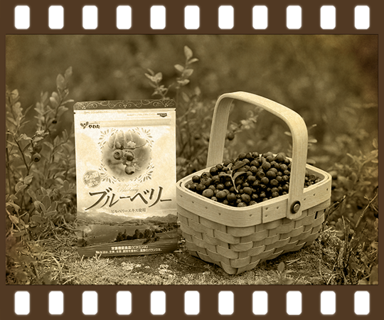 北の国から届いたブルーベリー