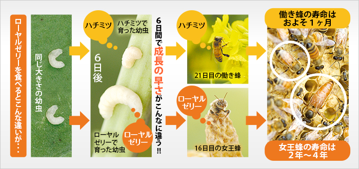 6日間で成長の早さがこんなに違う!!