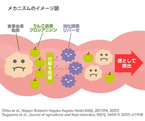 内臓脂肪の蓄積を抑えるメカニズムのイメージ図