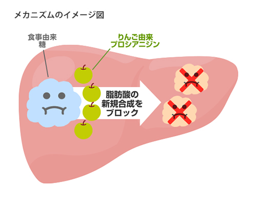 脂肪を作る働きを抑えるメカニズムのイメージ図