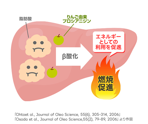 脂肪を燃やす力を助けるメカニズムのイメージ図