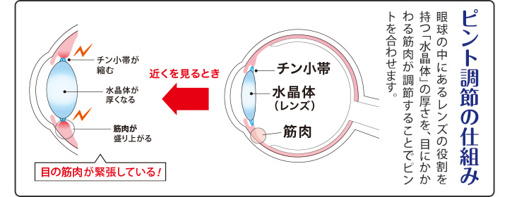 ピント調節の仕組み