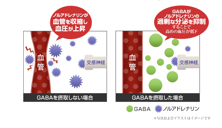 GAVAを摂取した場合、摂取しない場合の図