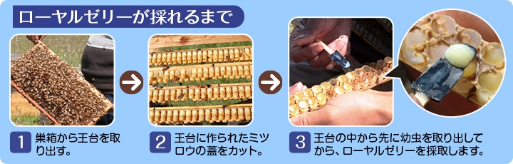 ローヤルゼリーが採れるまで 1.巣箱から王台を取り出す 2.王台に作られたミツロウの蓋をカット 3.王台の中から先に幼虫を取り出してから、ローヤルゼリーを採取します。