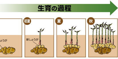 生育の過程