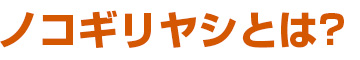 ノコギリヤシとは？