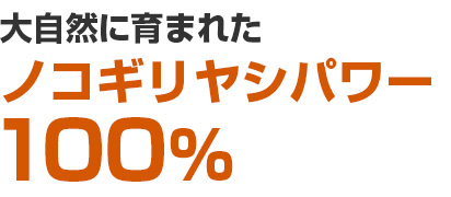 ノコギリヤシパワー100％