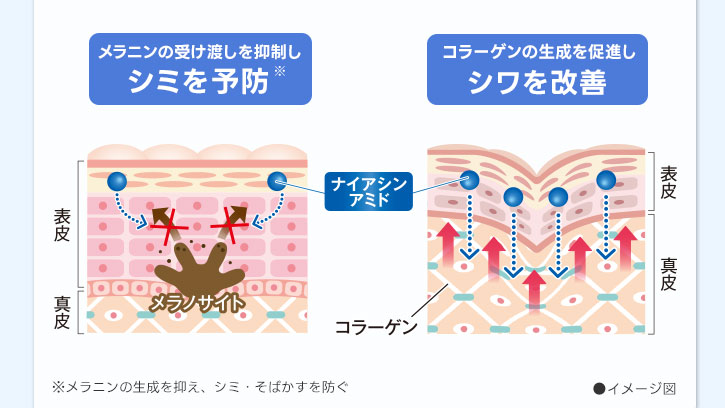 ナイアシンアミドのメカニズムイメージ図