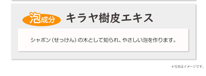 泡成分　キラヤ樹皮エキス　シャボン（せっけん）の木として知られ、やさしい泡を作ります。