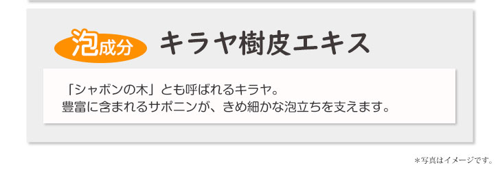 キラヤ樹皮エキス