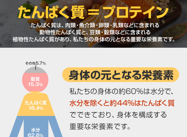 私たちの身体の約60％は水分で、水分を除くと約44％はたんぱく質でできており、身体を構成する重要な栄養素です。