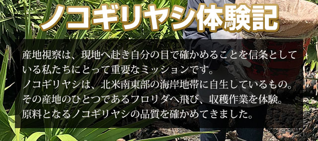 ノコギリヤシの産地のひとつであるフロリダへ飛び、原料となるノコギリヤシの品質を確かめてきました。