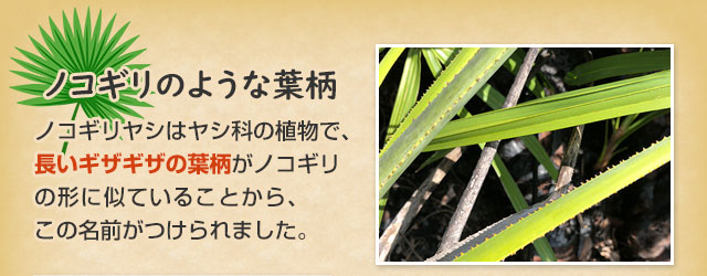 ノコギリのような葉柄