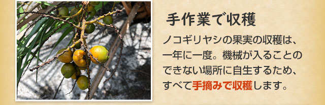 手摘みで収穫