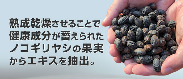 熟成乾燥させることで健康成分が蓄えられたノコギリヤシの果実からエキスを抽出。