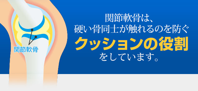 関節軟骨は、硬い骨同士が触れるのを防ぐクッションの役割をしています。