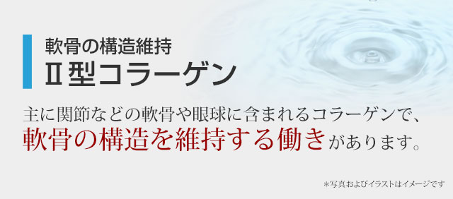 軟骨の構造維持「Ⅱ型コラーゲン」　主に関節などの軟骨や眼球に含まれるコラーゲンで、軟骨の構造を維持する働きがあります。