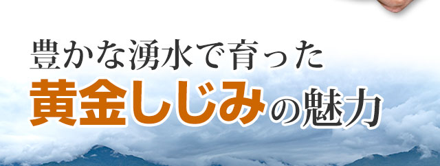 豊かな湧水で育った黄金しじみの魅力