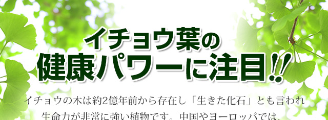 イチョウ葉の健康パワーに注目！ イチョウの木は約2億年前から存在し「生きた化石」とも言われ生命力が非常に強い植物です。中国やヨーロッパでは、古くから健康ハーブとして活用されてきました。