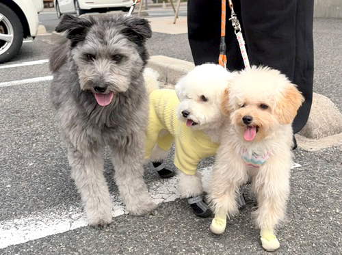 オフショット画像