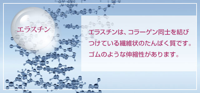 「エラスチン」コラーゲン同士が結びつけている繊維状のたんぱく質です。ゴムのような伸縮性があります。